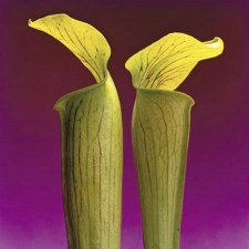 Robert Mapplethorpe photograph